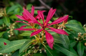 Pieris