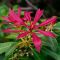 Pieris