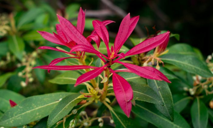 Pieris