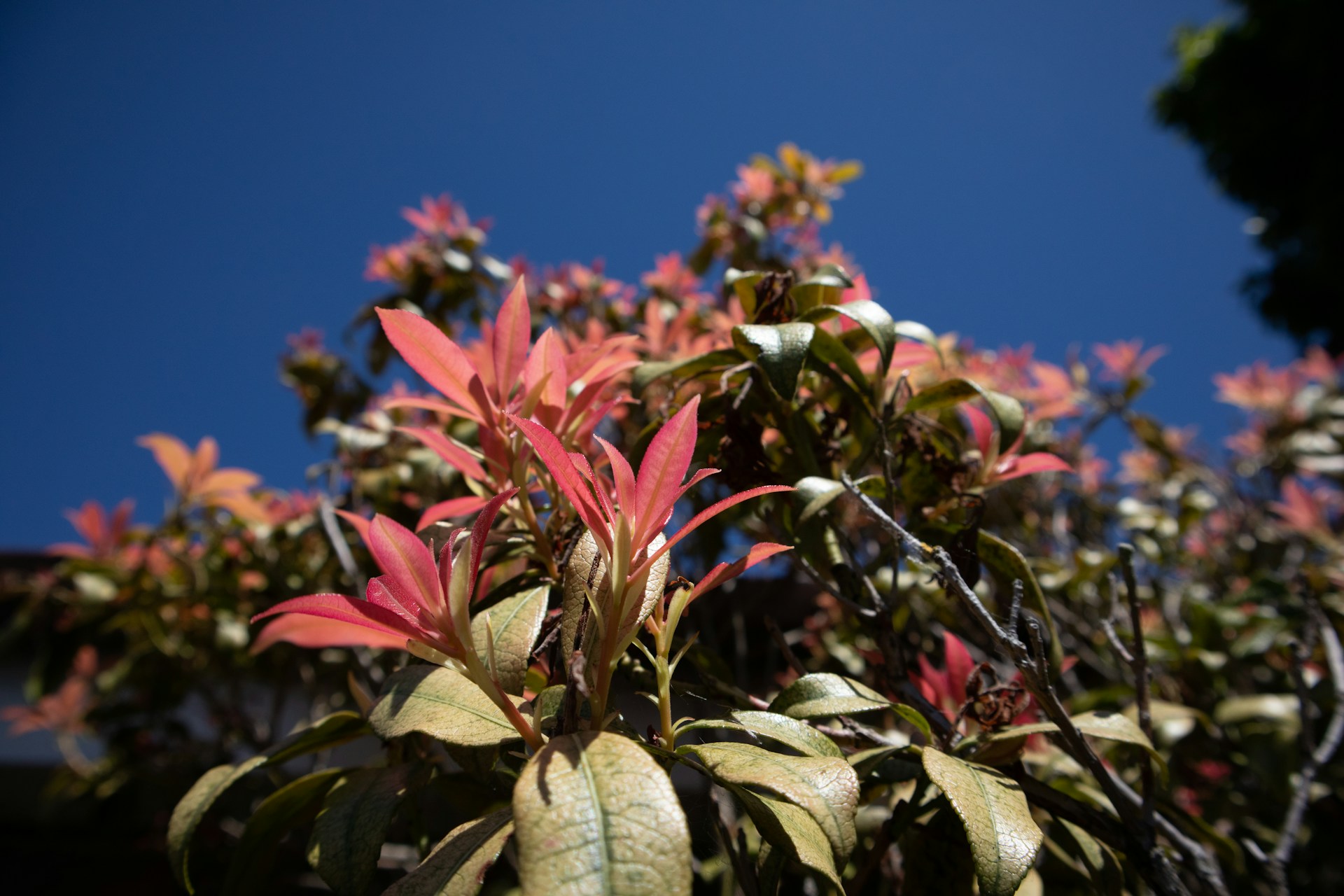Pieris