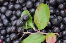 Aronie patří mezi nejzdravější druhy ovoce
