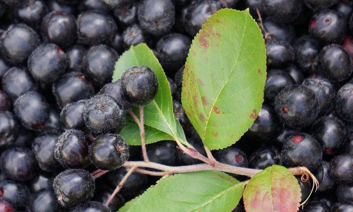 Aronie patří mezi nejzdravější druhy ovoce