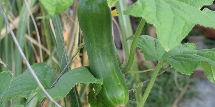 Okurka