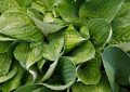 Hosta