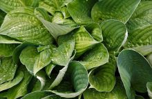 Hosta