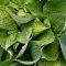 Hosta