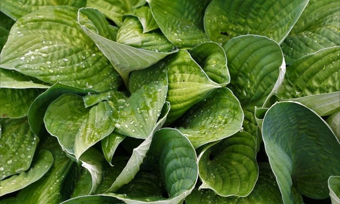 Hosta