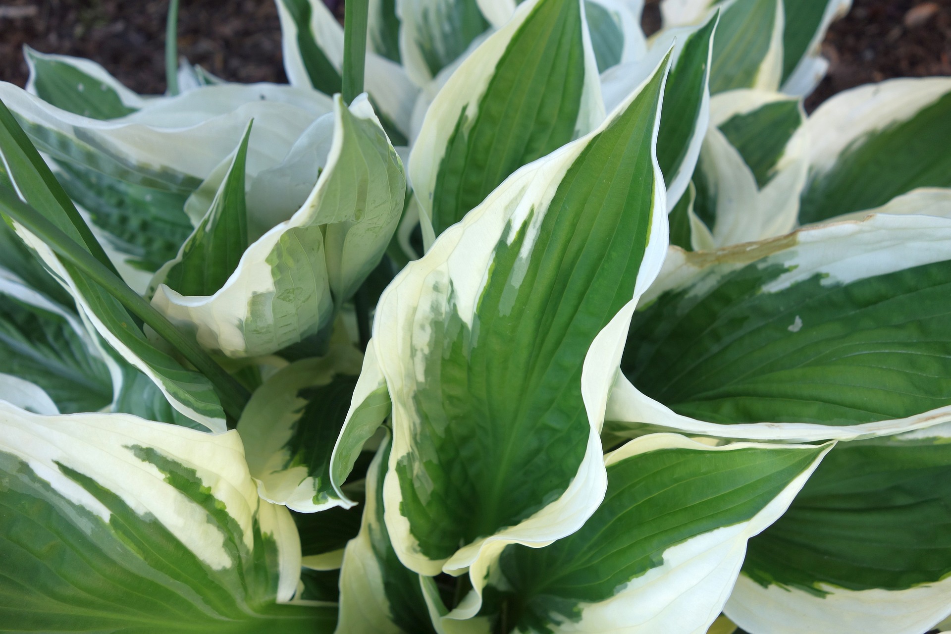 Hosta