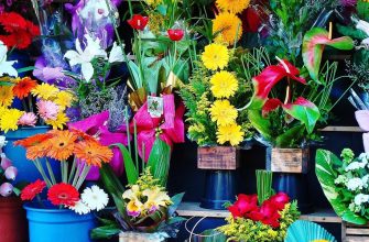 Festival rostlin, akce, tip, trik, zážitek Borůvčí, borůvky, květiny, keř, floristika