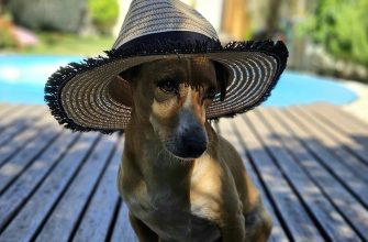 Pes v létě zapáchající houba, smrdutka, Queensland, houby na zahradě, přírodní jev
