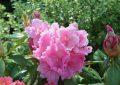 Rododendron