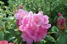 Rododendron
