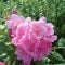 Rododendron