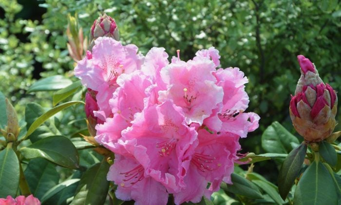 Rododendron