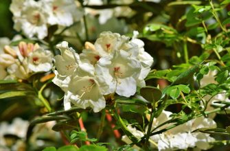 Rododendrony