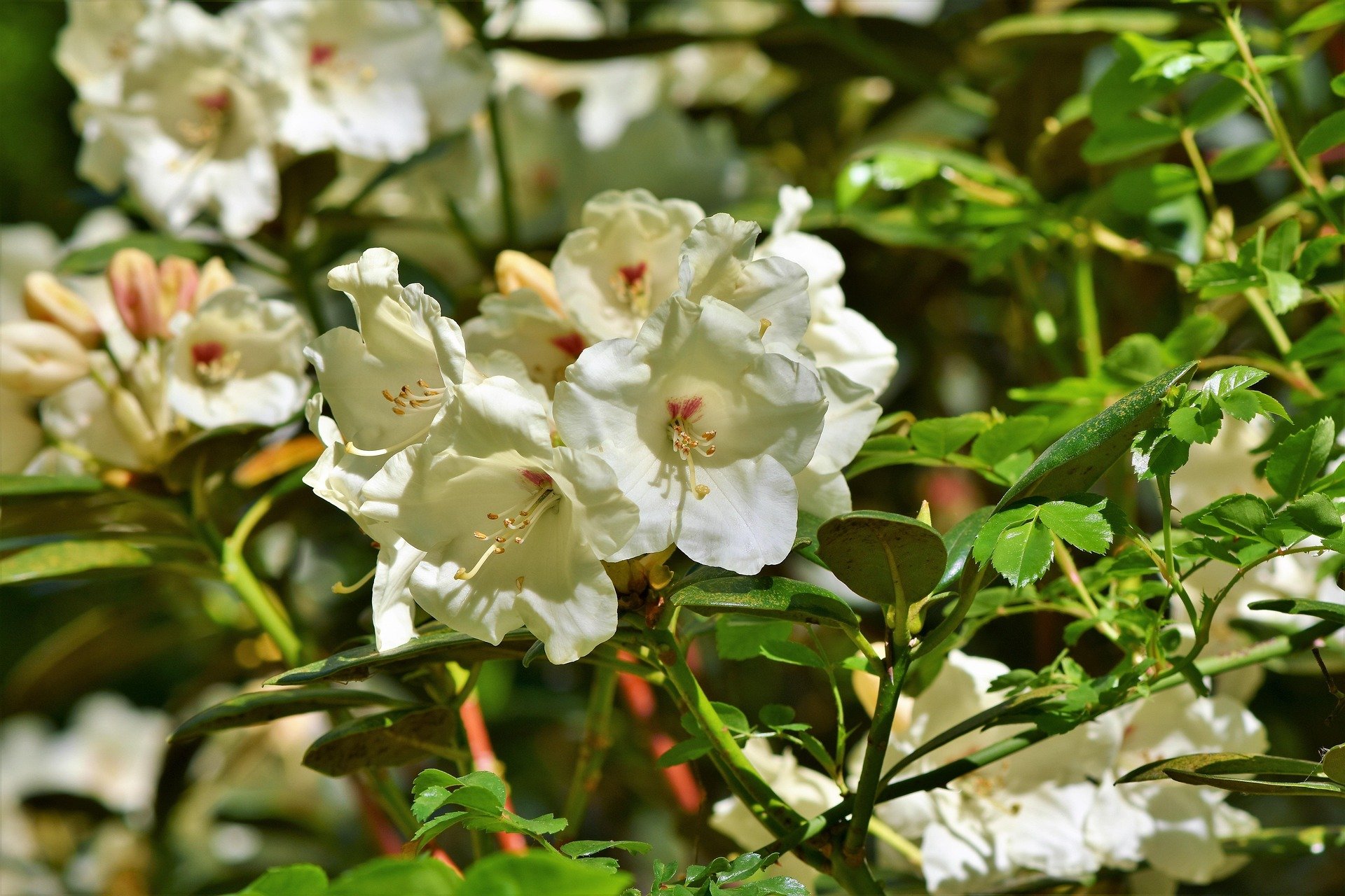 Rododendrony