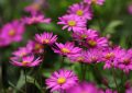 Brachyscome, všelicha, letnička, rostliny, léto