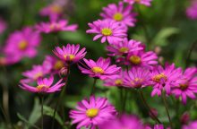Brachyscome, všelicha, letnička, rostliny, léto