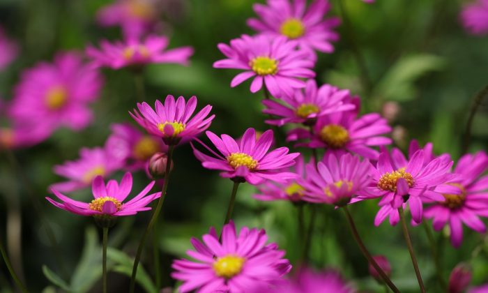 Brachyscome, všelicha, letnička, rostliny, léto