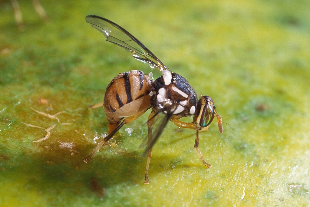 Bactrocera_dorsalis