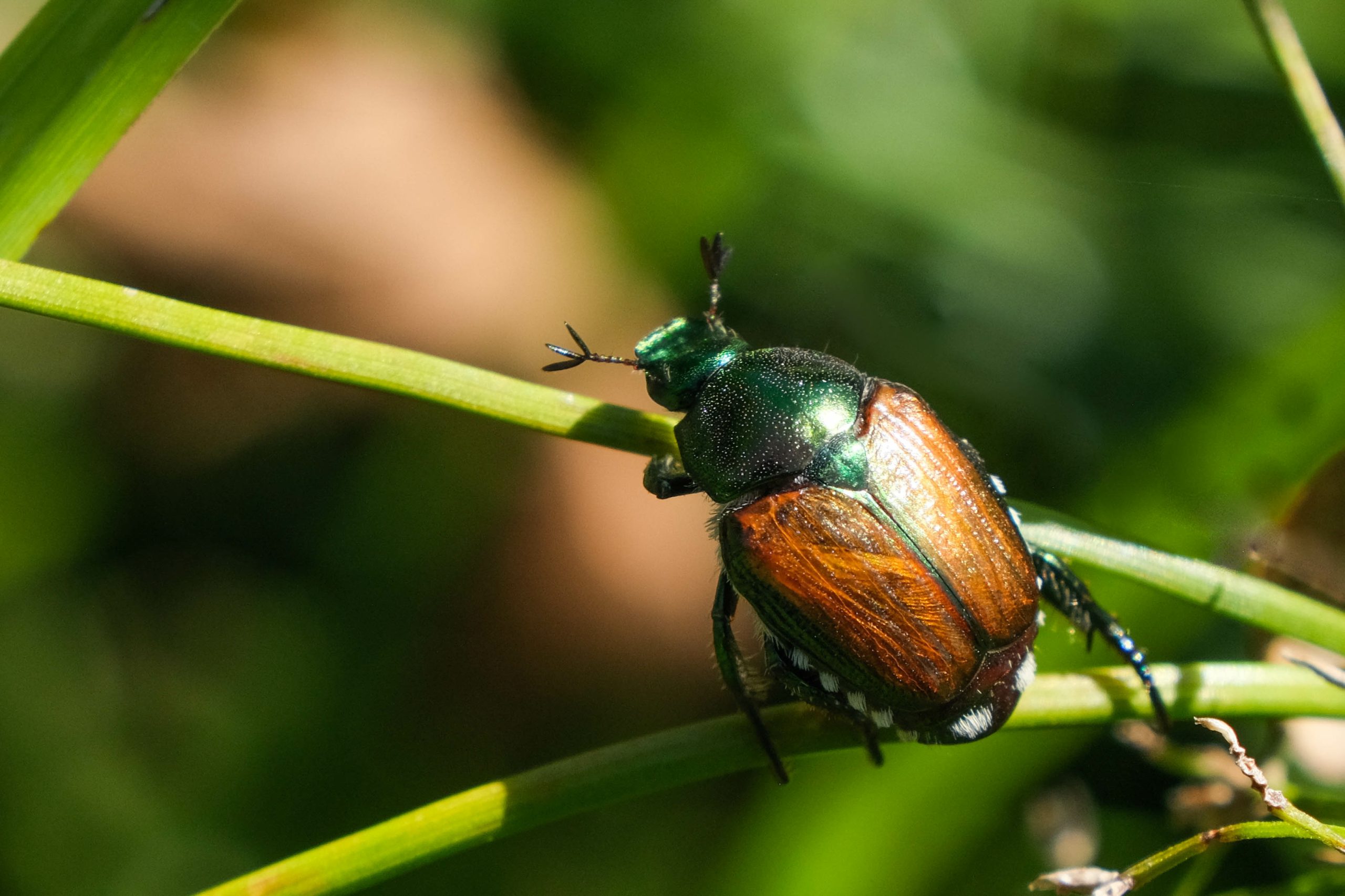 Bactrocera dorsalis