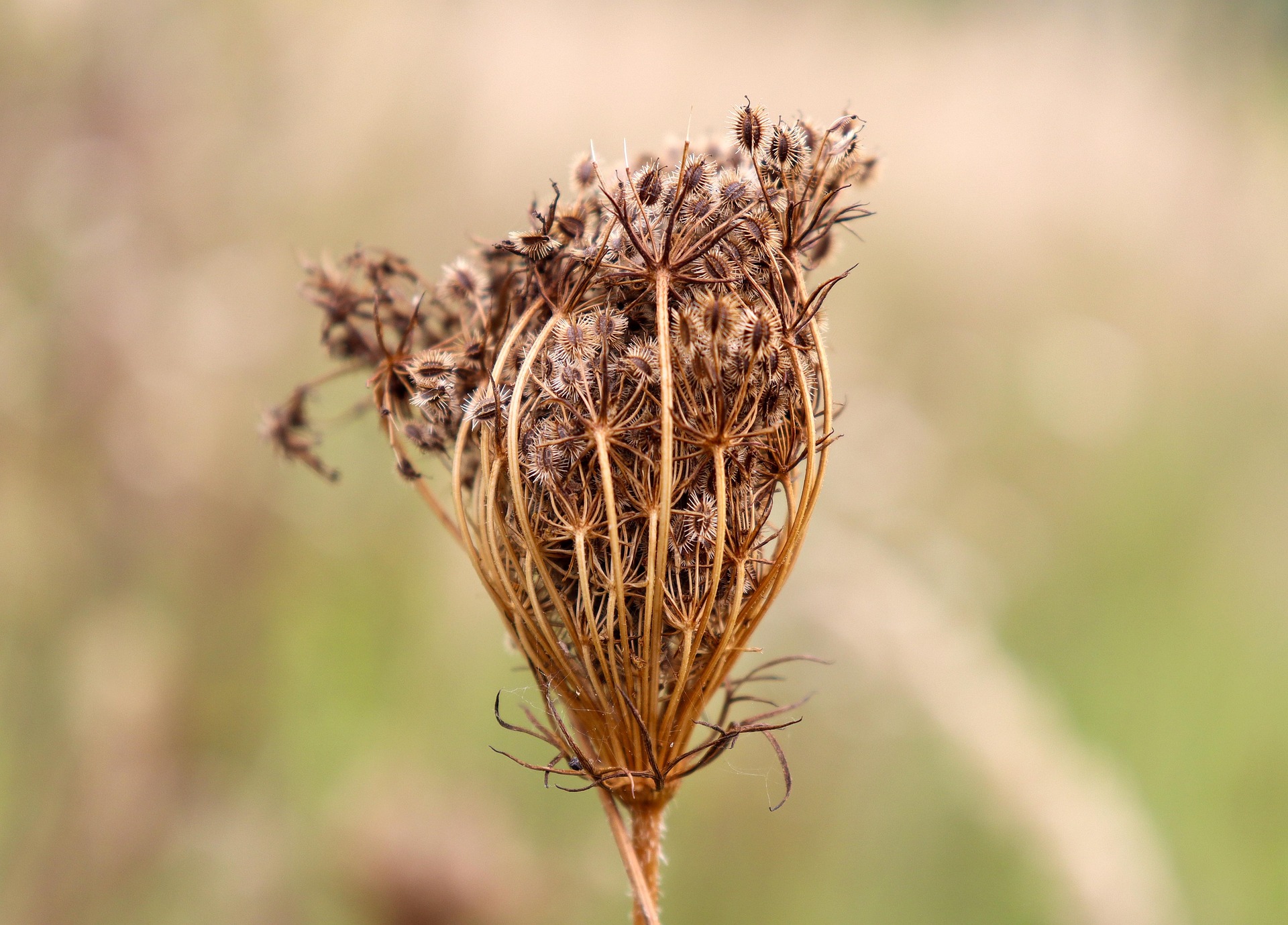 Mrkvová semínka: získejte je ze své mrkve pro výsadbu