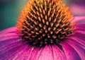 třapatka, echinacea, třapatka nachová, třapatka bledá, imunita, tinktura, nachlazení, chřipka