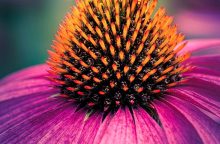 třapatka, echinacea, třapatka nachová, třapatka bledá, imunita, tinktura, nachlazení, chřipka