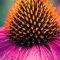 třapatka, echinacea, třapatka nachová, třapatka bledá, imunita, tinktura, nachlazení, chřipka