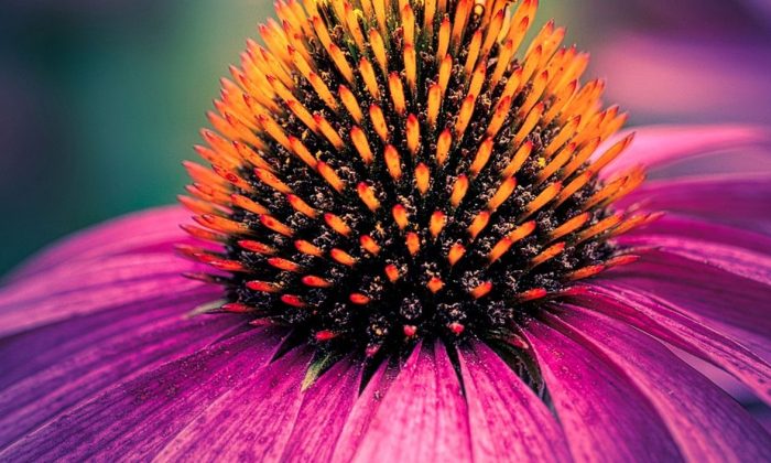 třapatka, echinacea, třapatka nachová, třapatka bledá, imunita, tinktura, nachlazení, chřipka