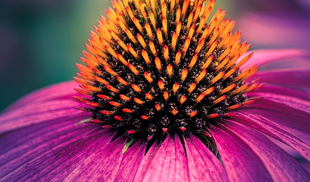 třapatka, echinacea, třapatka nachová, třapatka bledá, imunita, tinktura, nachlazení, chřipka