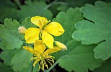 ruský ženšen, eleuterokok, adaptogen, léčivé byliny, podpora imunity, přírodní stimulátor