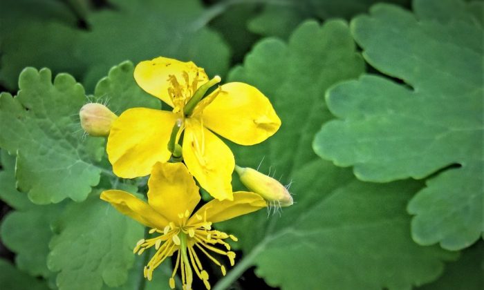 ruský ženšen, eleuterokok, adaptogen, léčivé byliny, podpora imunity, přírodní stimulátor