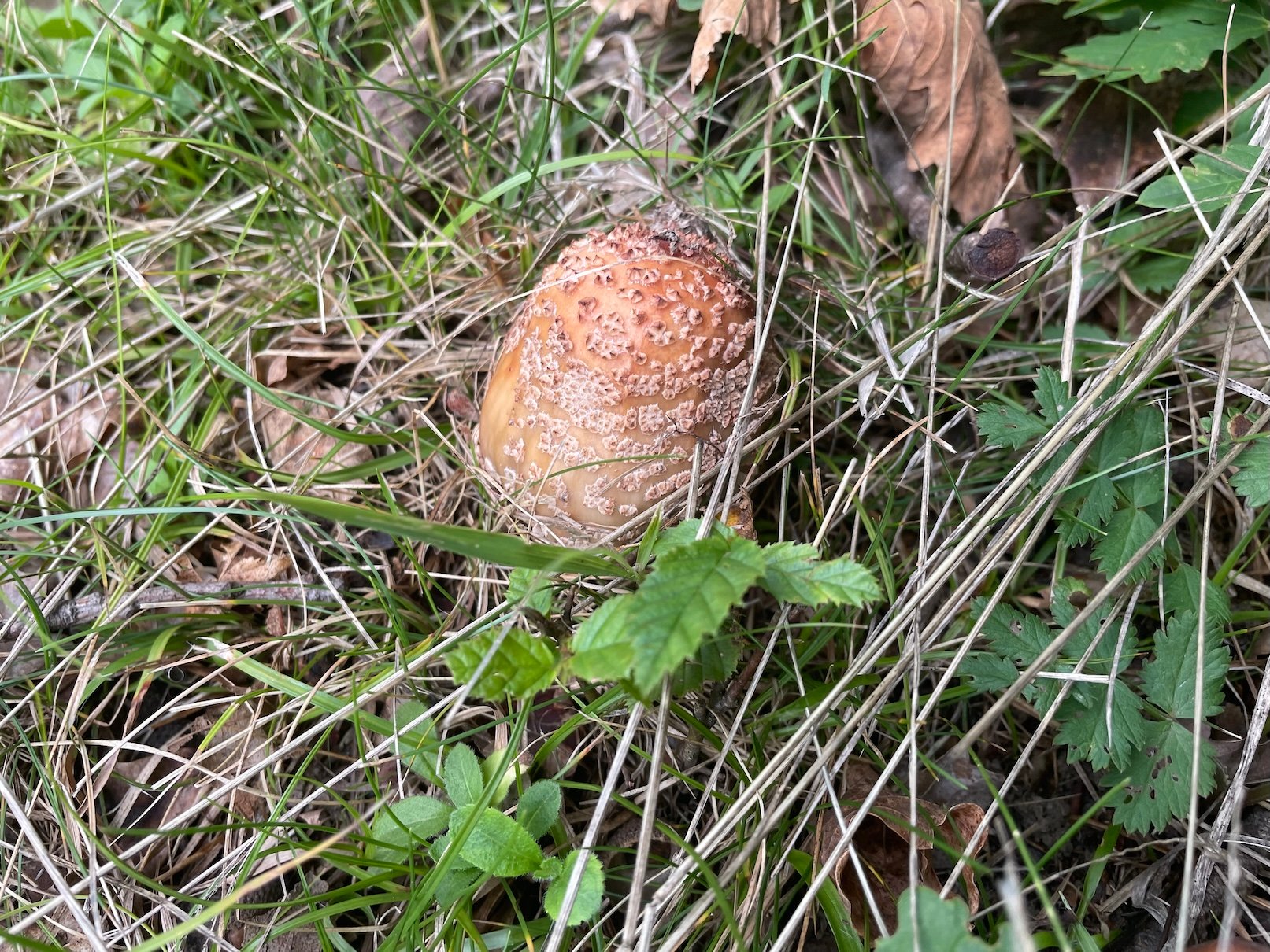 Muchomůrka růžovka