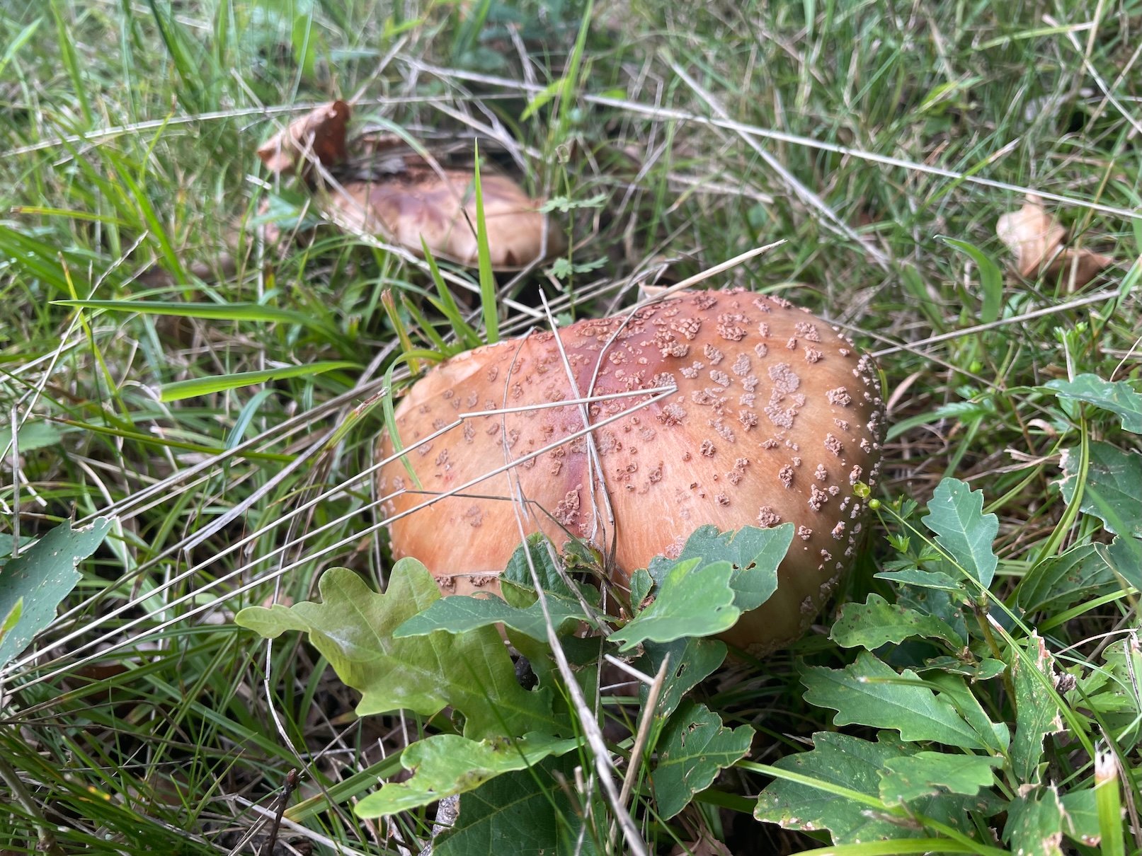 Muchomůrka růžovka