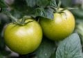 zelená rajčata, tomatin a solanin, otrava potravinami, tepelná úprava rajčat, jedovaté potraviny, bezpečná konzumace