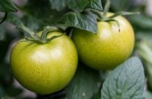 zelená rajčata, tomatin a solanin, otrava potravinami, tepelná úprava rajčat, jedovaté potraviny, bezpečná konzumace