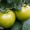 zelená rajčata, tomatin a solanin, otrava potravinami, tepelná úprava rajčat, jedovaté potraviny, bezpečná konzumace