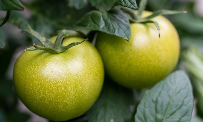 zelená rajčata, tomatin a solanin, otrava potravinami, tepelná úprava rajčat, jedovaté potraviny, bezpečná konzumace