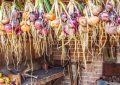 skladování cibule, sušení cibule, svazkování cibule, trvanlivost zeleniny, domácí úroda, cibulové copánky