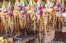 skladování cibule, sušení cibule, svazkování cibule, trvanlivost zeleniny, domácí úroda, cibulové copánky