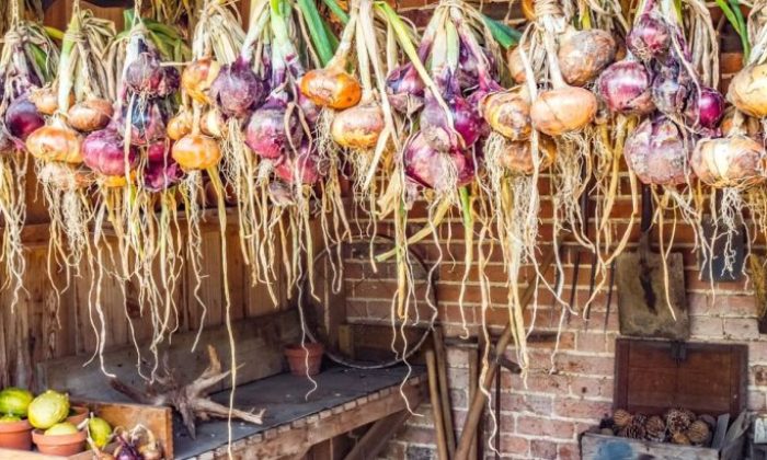 skladování cibule, sušení cibule, svazkování cibule, trvanlivost zeleniny, domácí úroda, cibulové copánky