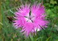 podzim, výsev, Dianthus superbus, slunce, drenáž