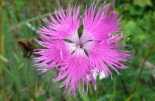 podzim, výsev, Dianthus superbus, slunce, drenáž