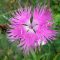 podzim, výsev, Dianthus superbus, slunce, drenáž