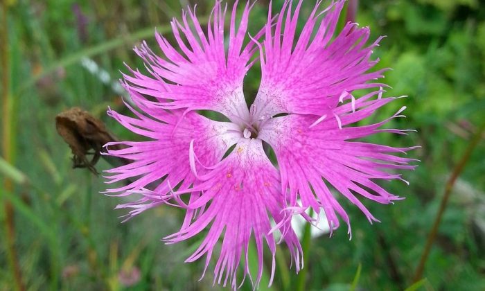 podzim, výsev, Dianthus superbus, slunce, drenáž
