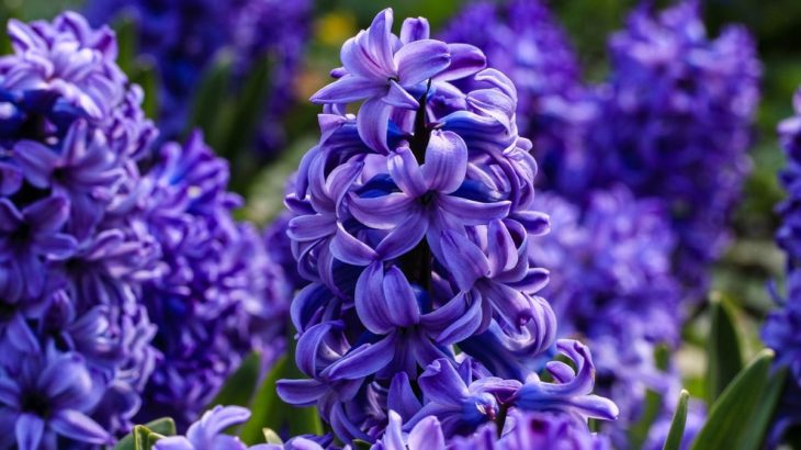 podzimní výsadba, drenážní půda, písek a rašelina, hloubka výsadby, ochrana před mrazem