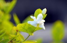 jasmín arabský, světlo-zásadní, vlhkost, řízky, kvetení