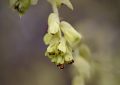 lískovníček, řízkování, květy, Corylopsis, péče