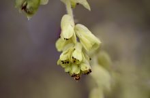 lískovníček, řízkování, květy, Corylopsis, péče